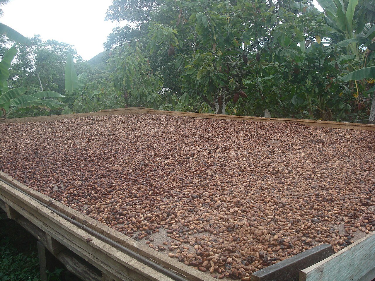 Cocoa drying and farm-level post-harvest work