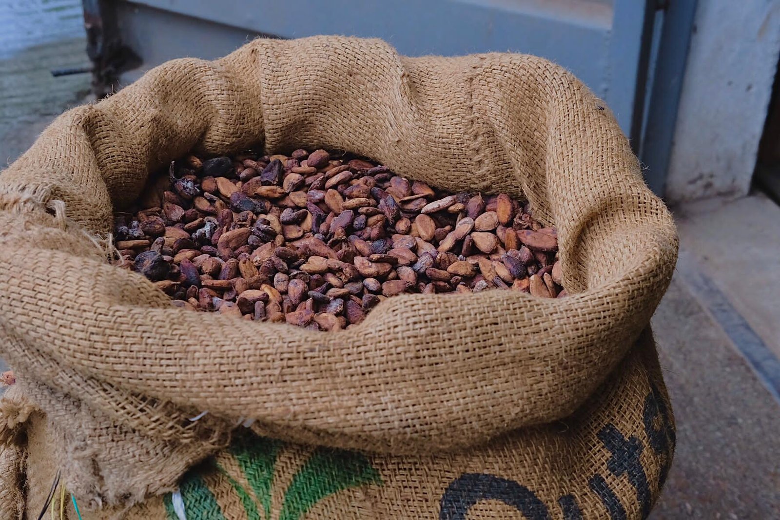 Cocoa beans in sack
