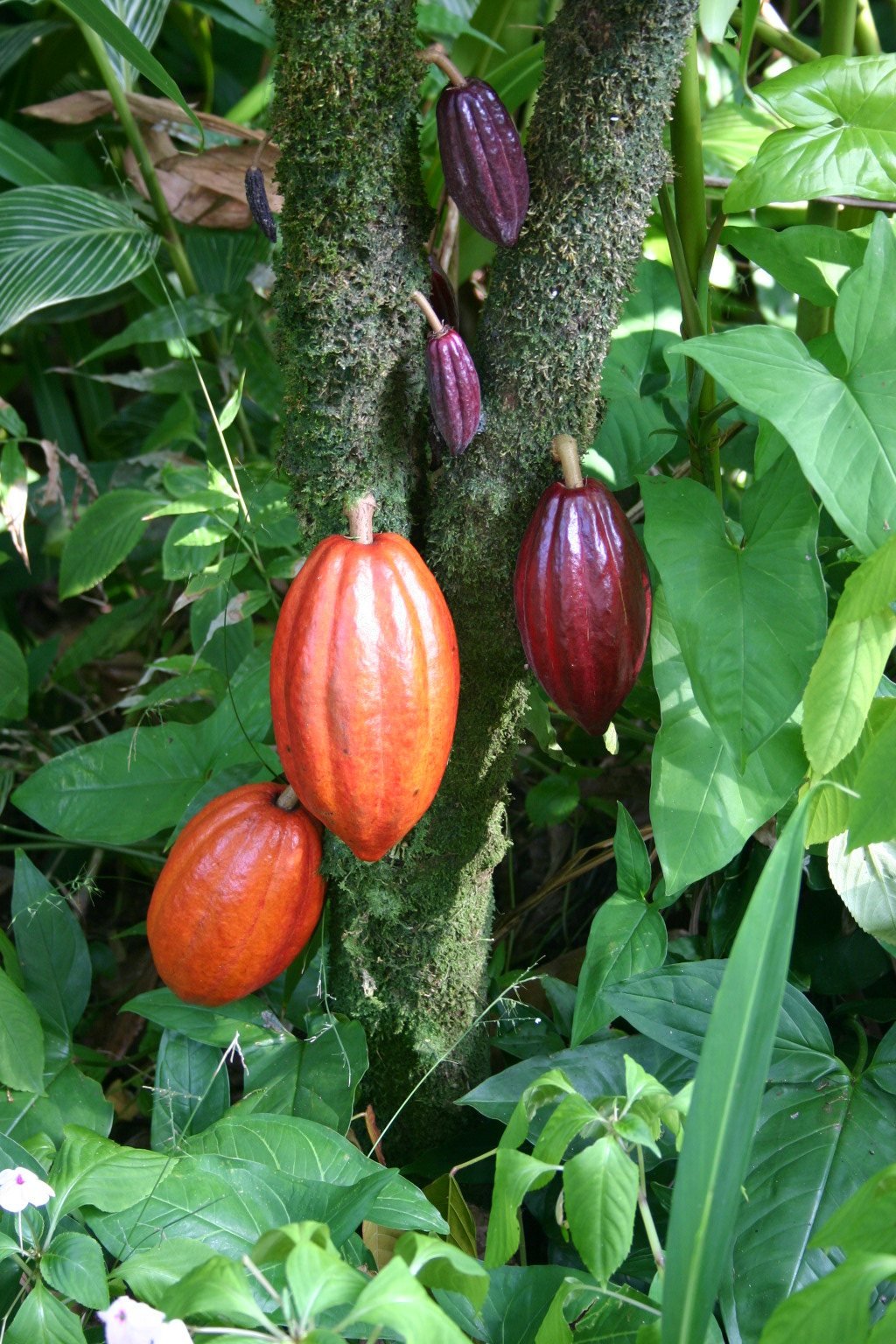 Cocoa pods and biodiversity at origin
